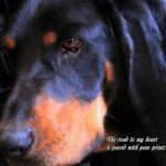 black_dog_club